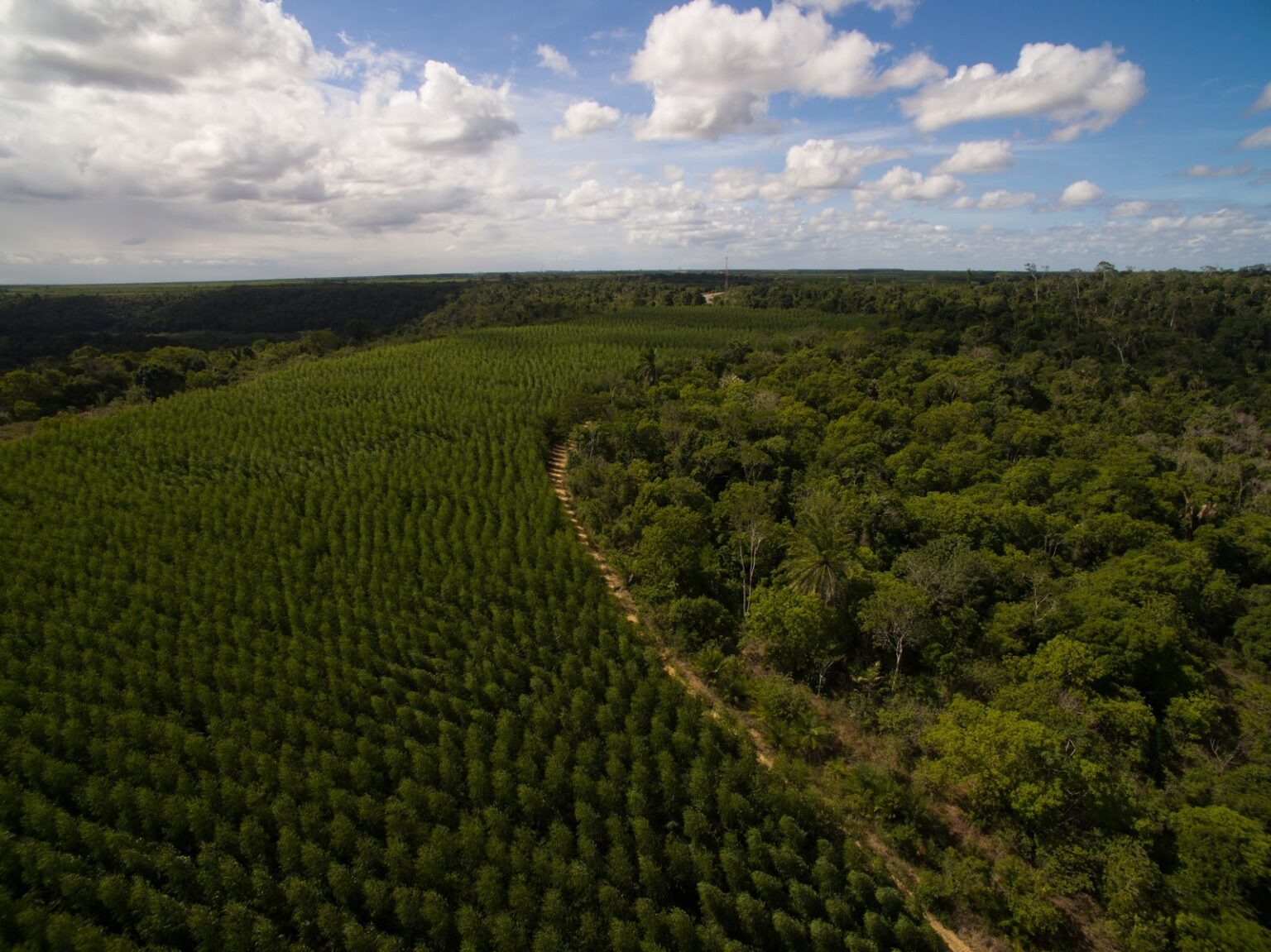 Suzano presenta la campaña "Plantamos el Futuro"